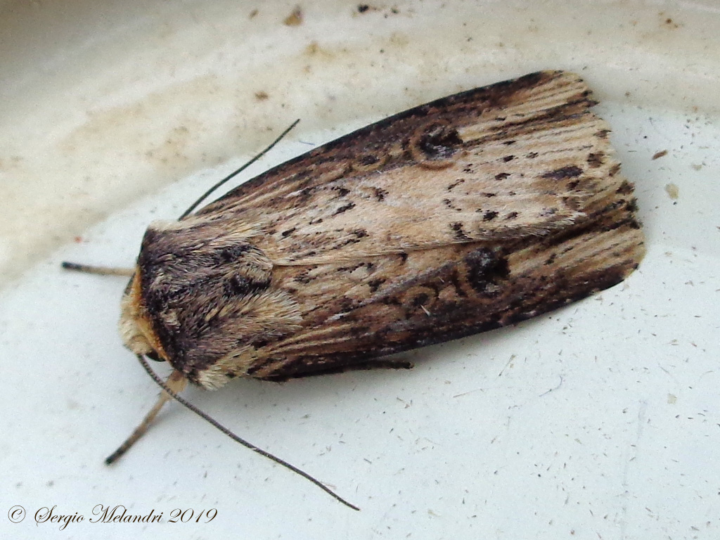 ID Noctuidae - Axylia putris